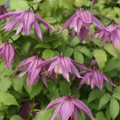 Клематис Крегсайд (княжик)