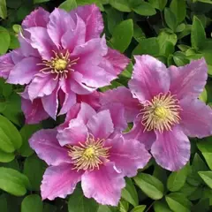 Клематис Пиилу