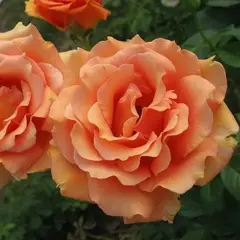 Роза чайно-гибридная Ашрам