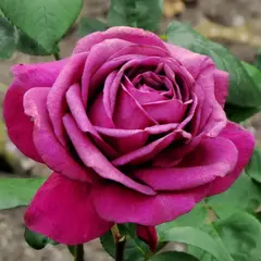 Роза чайно-гибридная Биг Пурпл