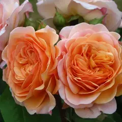 Роза английская Чарльз Остин