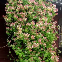 Жимолость Каприфоль