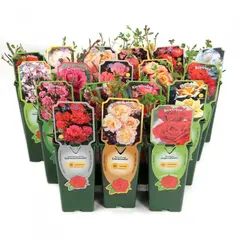 Роза Kordes Микс