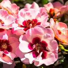 Роза персидская Ай ту Ай