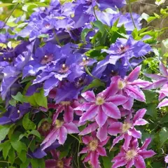 Клематис микс