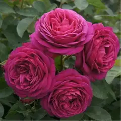 Роза английская Олд Порт