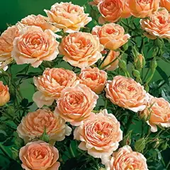 Роза флорибунда Свит Дрим