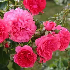 Роза плетистая Розариум Ютерсен