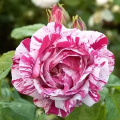 Роза ремонтантная Фердинанд Пишард