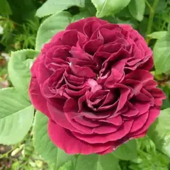 Роза плетистая ремонтантная Сувенир Дю Доктёр Жамэн