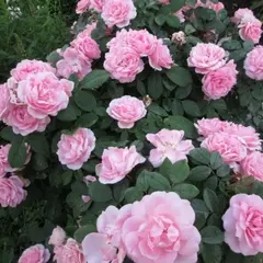 Роза канадская Прейри Джой корнесобственная