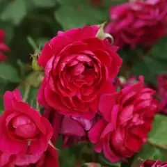 Роза канадская Квадра