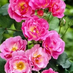 Роза канадская Уильям Баффин