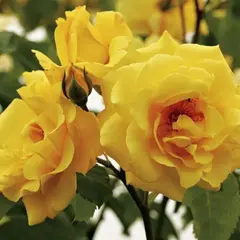 Роза плетистая Голден Гейт