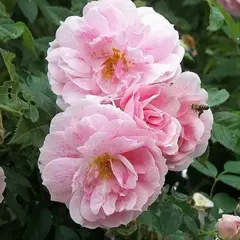 Роза плетистая Кир Роял