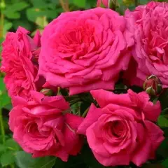 Роза плетистая Лагуна