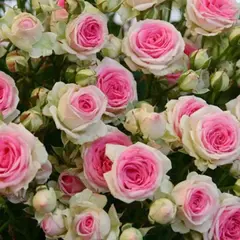 Роза почвопокровная Мини Эден