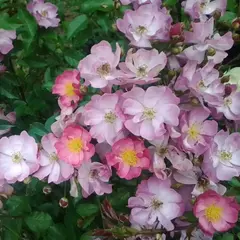 Роза почвопокровная Естудей