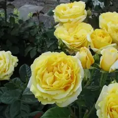 Роза флорибунда Анни Дюпрей