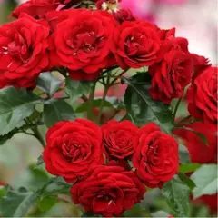 Роза флорибунда Лаваглут