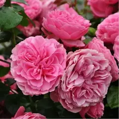 Роза флорибунда Леонардо Да Винчи