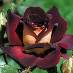 Роза чайно-гибридная Эдди Митчел