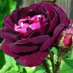 Роза сентифолиа Нюит де Янг