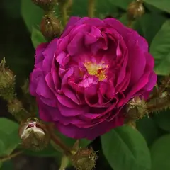 Роза сентифолиа Вильям Лоб