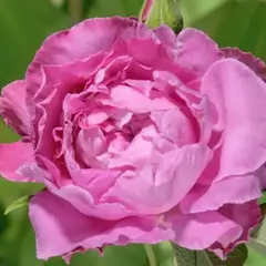 Роза почвопокровная Романтик Роудраннер