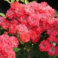 Роза почвопокровная Хоккей