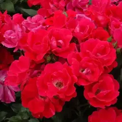 Роза почвопокровный шраб Нокаут