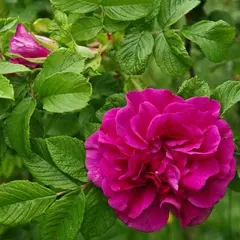 Роза ругоза Ханса