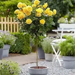 Роза на штамбе Фрезия