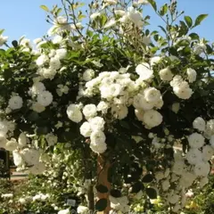 Роза на штамбе Свани