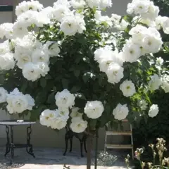 Роза на штамбе Шнеевитхен