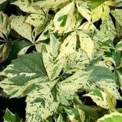 Виноград девичий Стар Шоверс