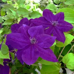 Клематис Аметист Бьюти