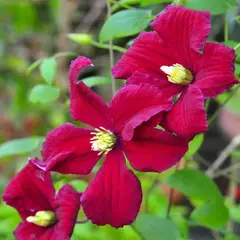 Клематис Бернин Лав