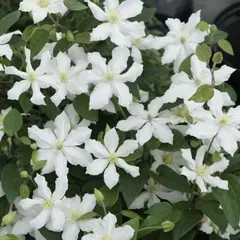 Клематис Вайт Арабелла