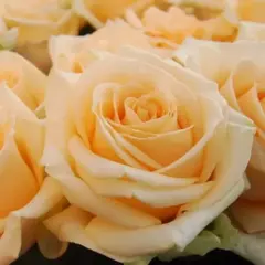 Роза чайно-гибридная Аваланж Пич