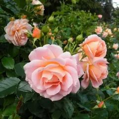 Роза флорибунда Гейша