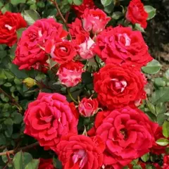 Роза миниатюрная Майди