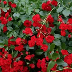 Роза почвопокровная Скарлетт Мейландекор