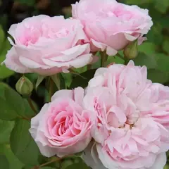 Роза канадская Моден Блаш корнесобственная