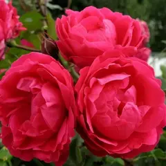 Роза канадская Александр Маккензи