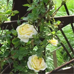 Роза канадская Джей Пи Коннэл корнесобственная