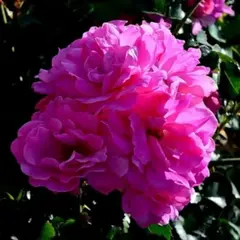 Роза канадская Джон Кэбот привитая