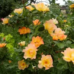 Роза канадская Моден Санрайз корнесобственная