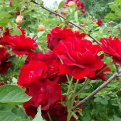 Роза канадская Гуртберт Грант корнесобственная