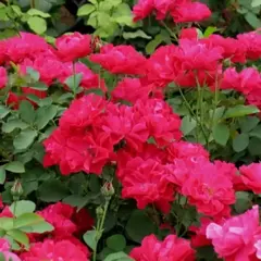 Роза канадская Моден Аморетт корнесобственная